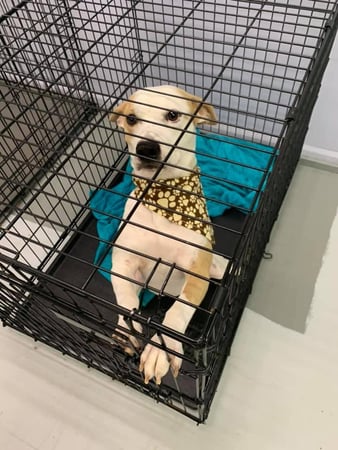 Images Pet Palace