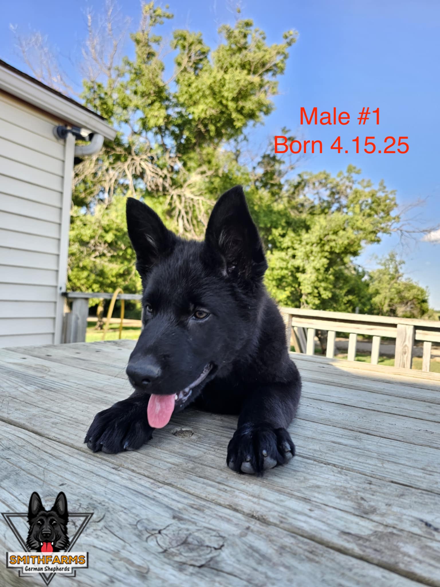 SmithFarms German Shepherds Image