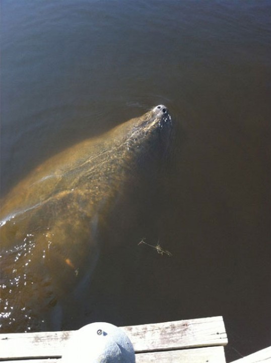 Doctors Lake Manatee