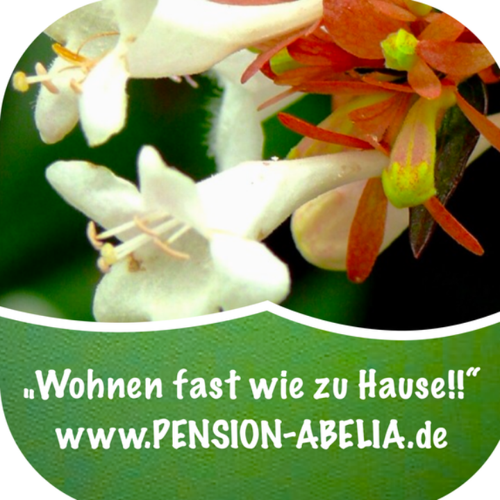 Abelia Pension und Ferienwohnungen Helmstedt in Helmstedt - Logo