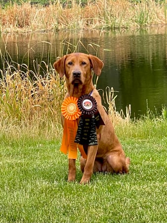 Images Quick Trigger Kennels