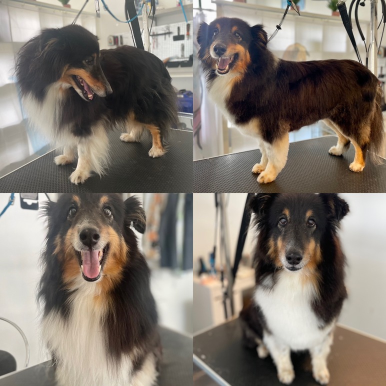 Images 4 Tassarnas Trim AB