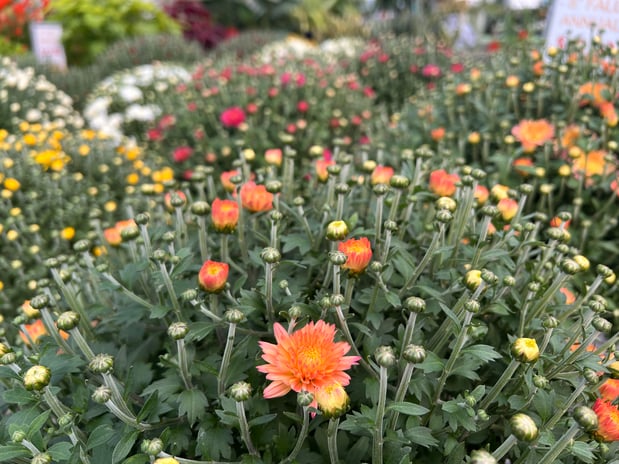 Images Grant Line Garden Center & Nursery