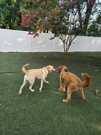 Images Wag Watchers DayCare & Spa