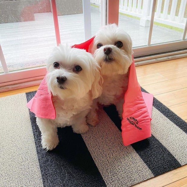 Images The Absorber Dog Lover’s Towel