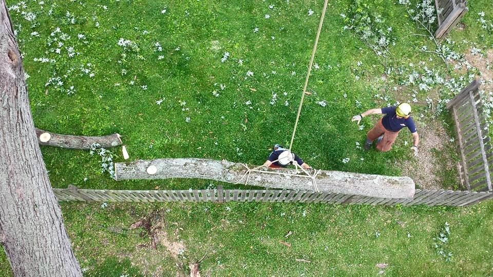 Affordable Tree Experts LLC Image