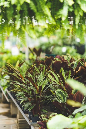 Images Mahoney's Garden Center