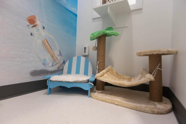 Images Cozy Cat Suites