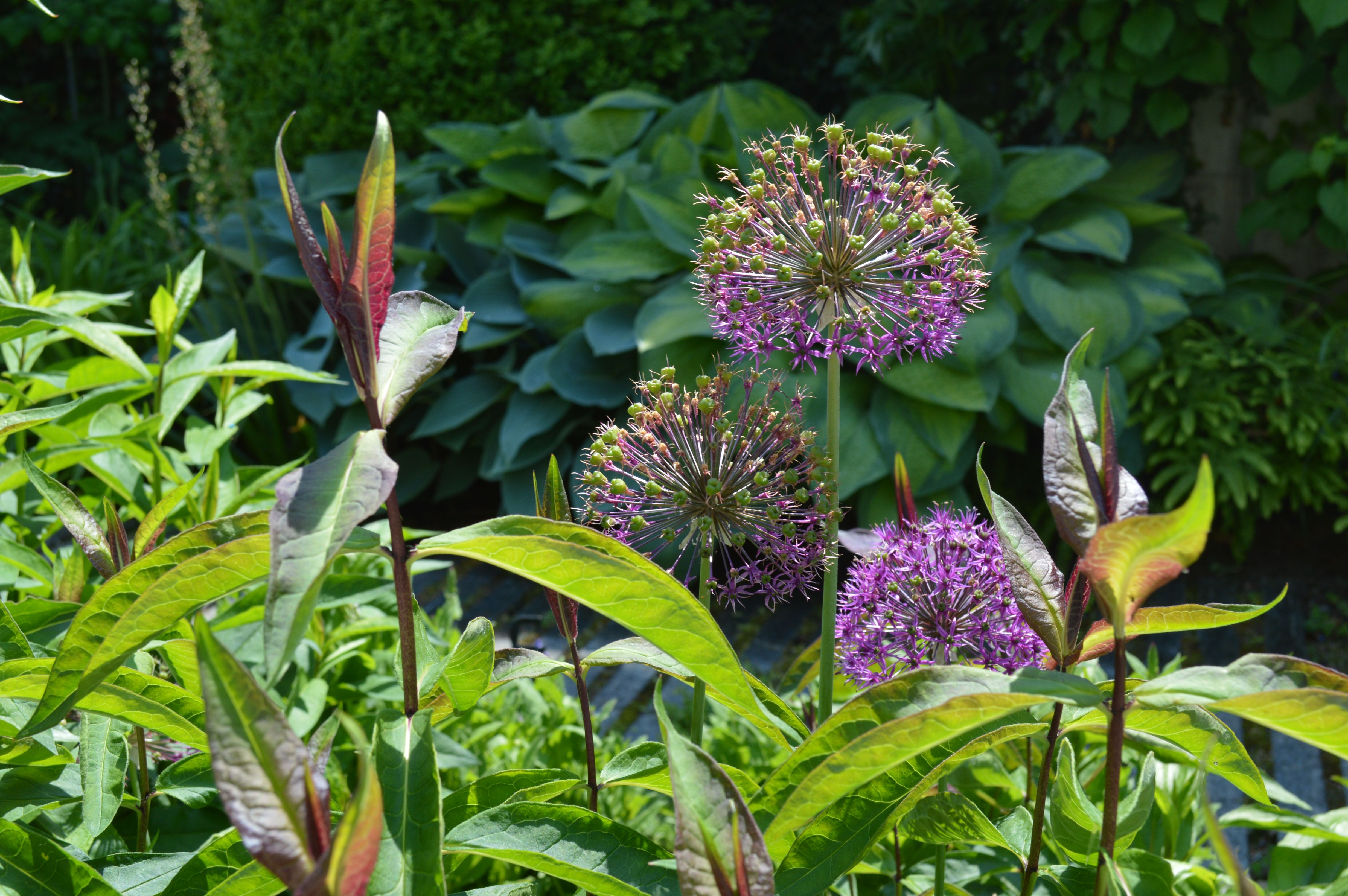 Bilder zehnder-garten GmbH