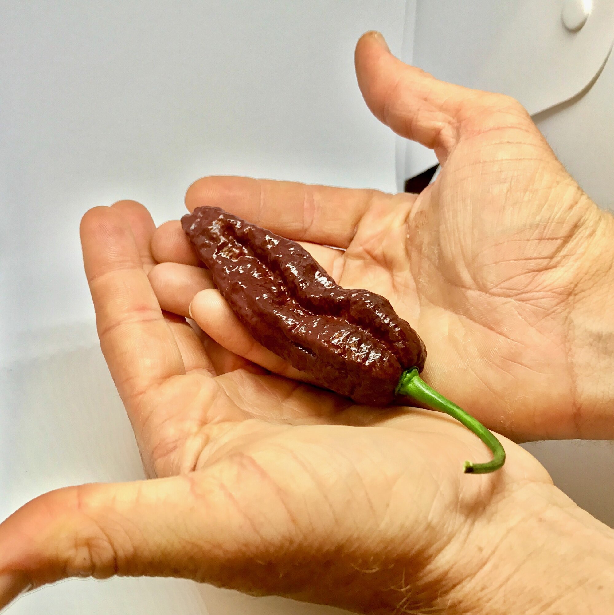 Images Chilli Mash Company