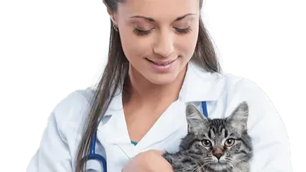 Images Hospital Veterinario Orejas