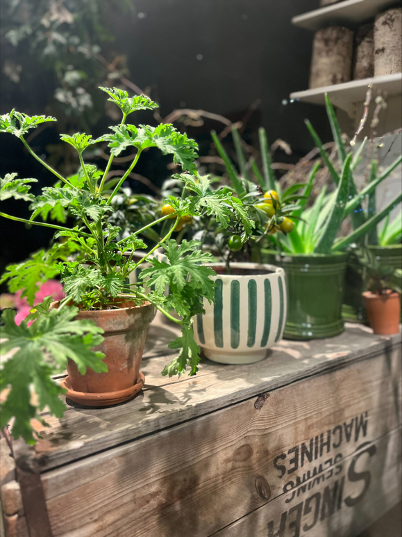 Images Holmers Blomsterhandel