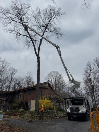 Images ER Tree Services LLC