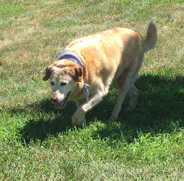 Images Pet, Rinse, Repeat Grooming, Mobile, Salon & Boarding