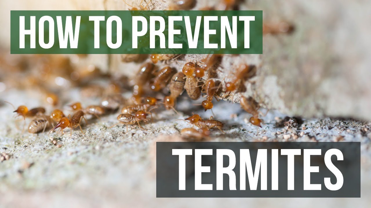 prevent termites exclusion services