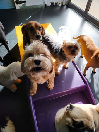 Images Bark & Roll