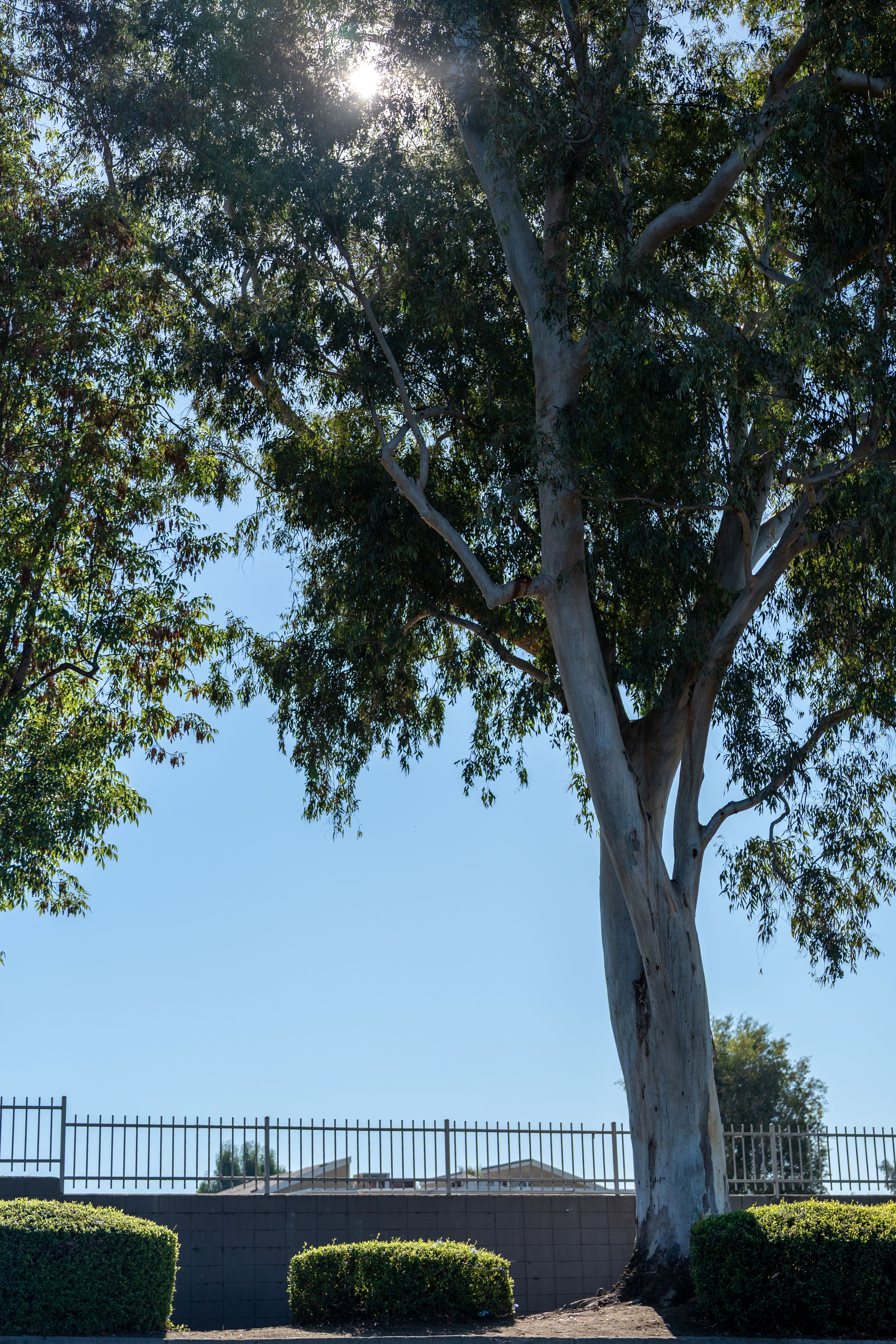 The Church of Jesus Christ of Latter-day Saints Image