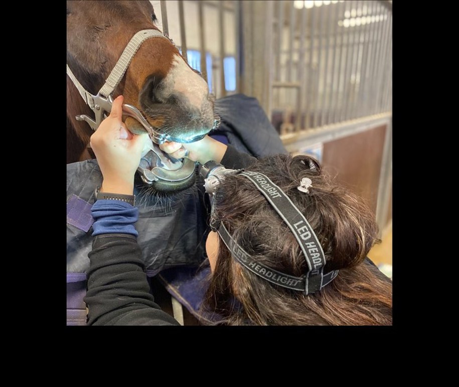 Images Hunseberg Semin & Veterinärstation AB