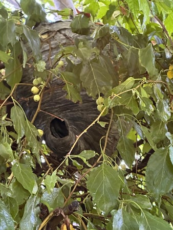Images Candor Pest Control