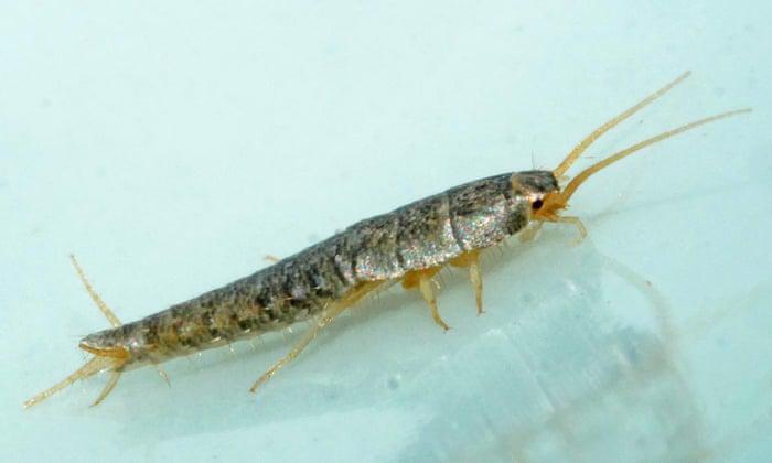 silverfish removal pest control exterminator services