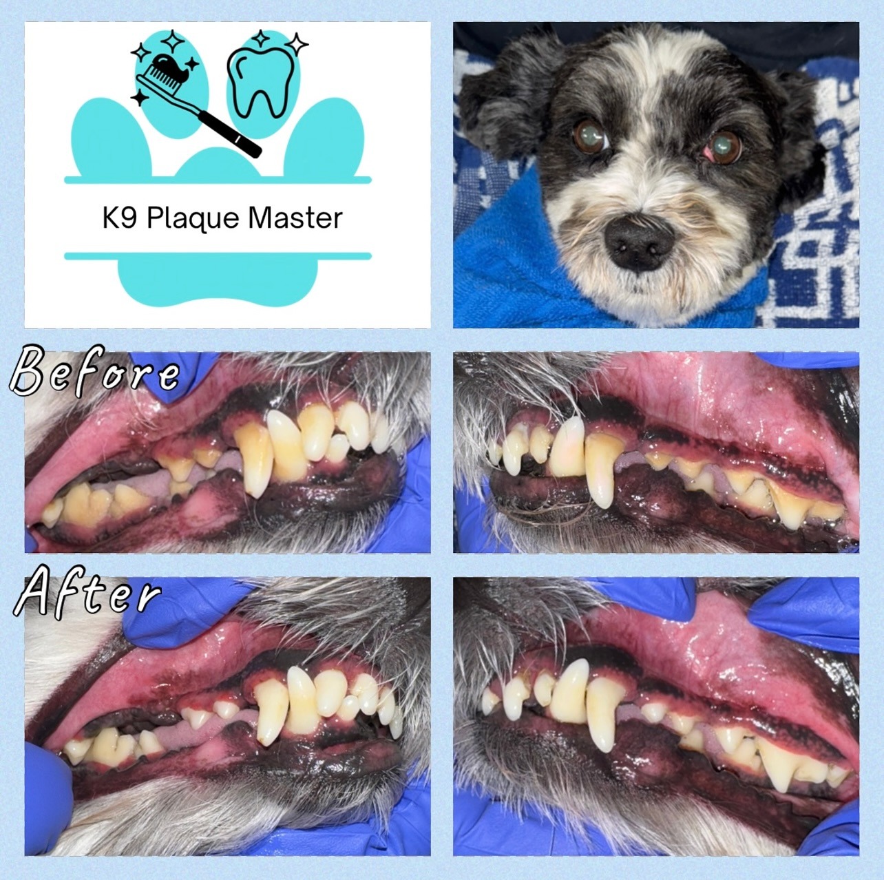 Images K9 Plaque Master Inc.