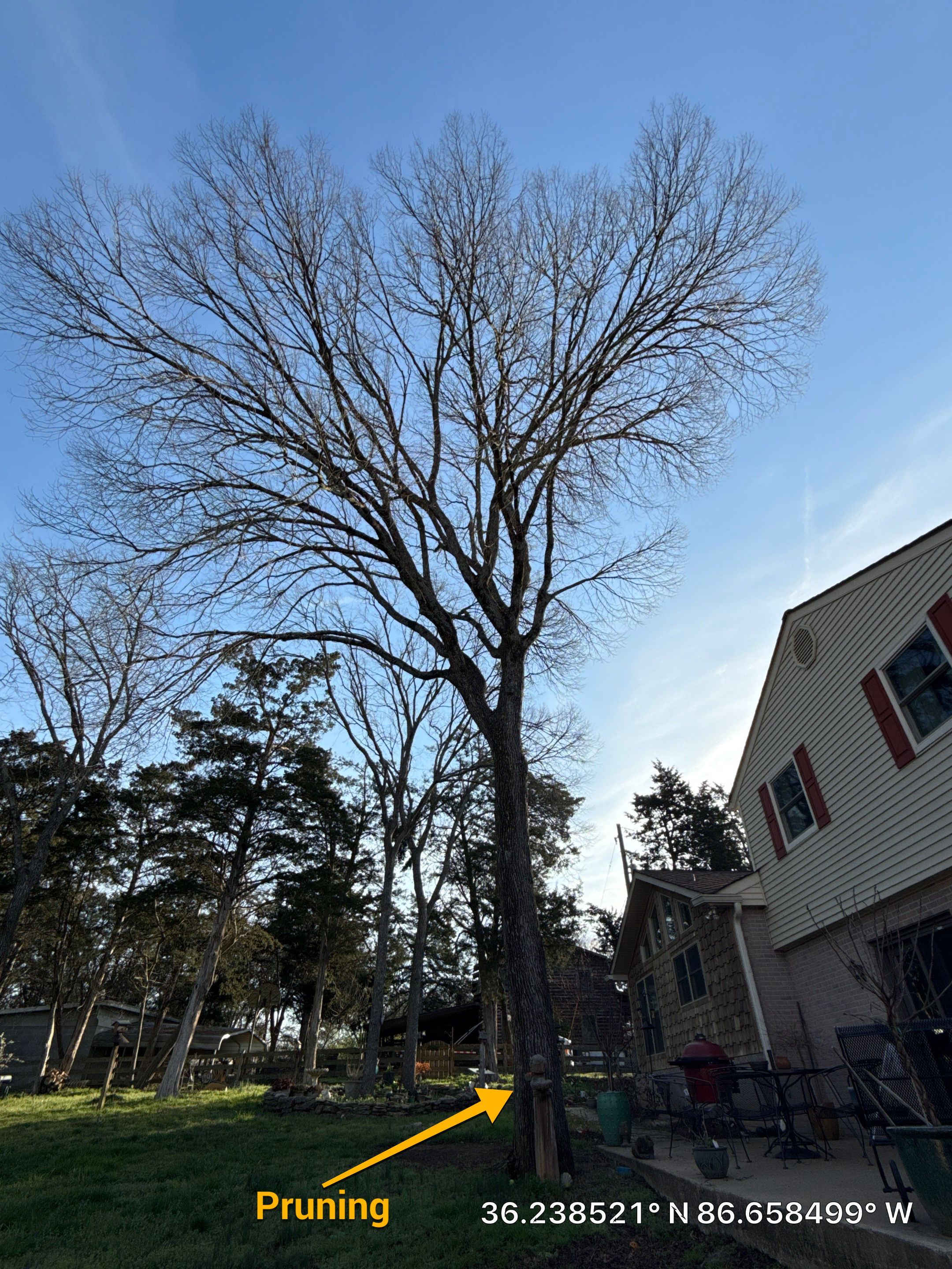 Tree Masters of Tennessee