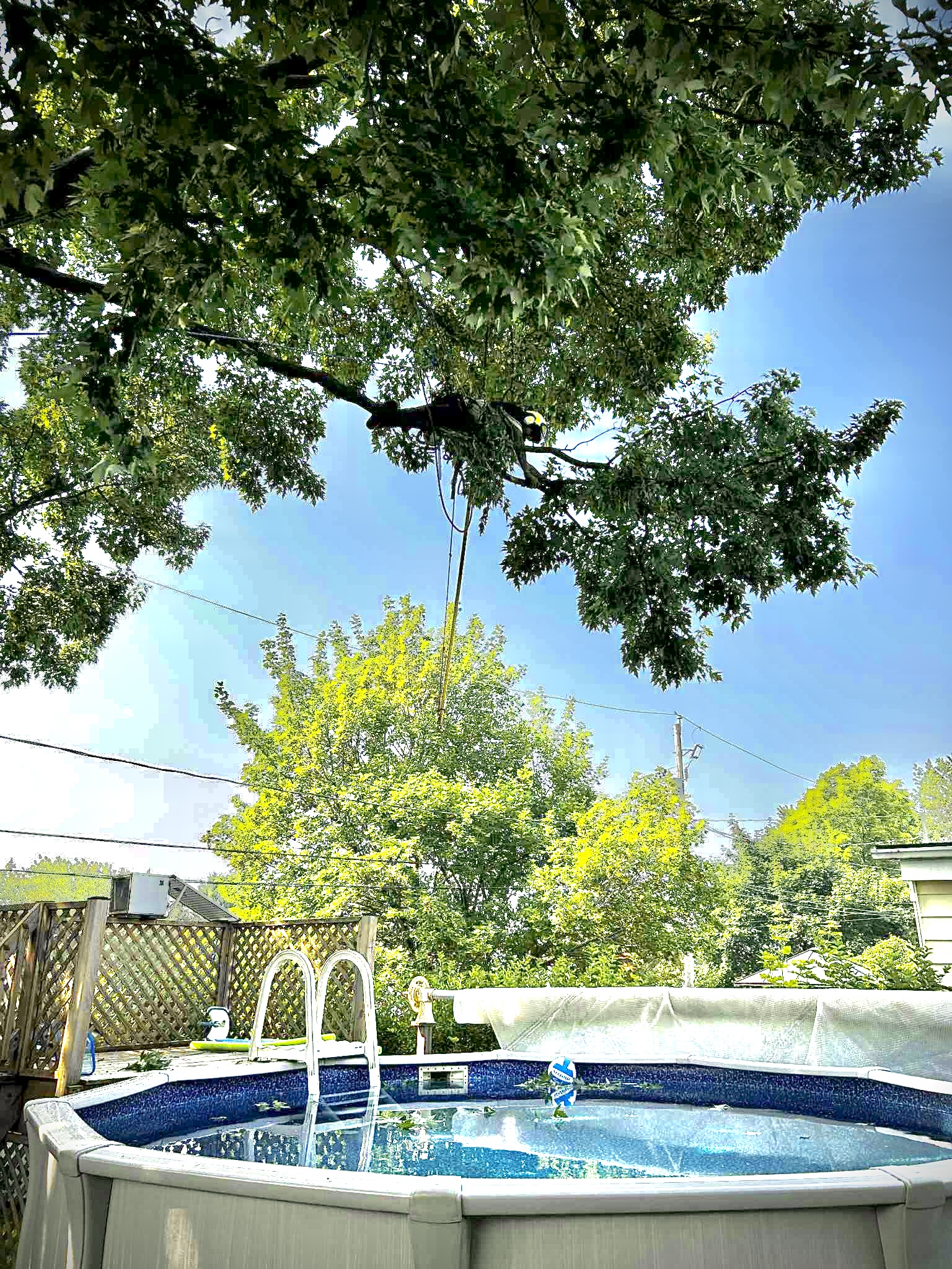 Images Arboriculture DB Inc.