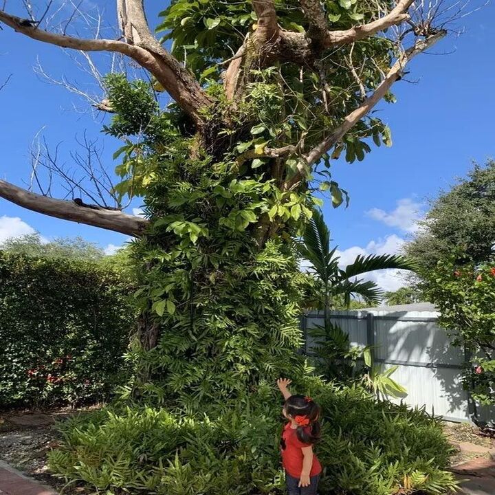Images Acosta Tree Service