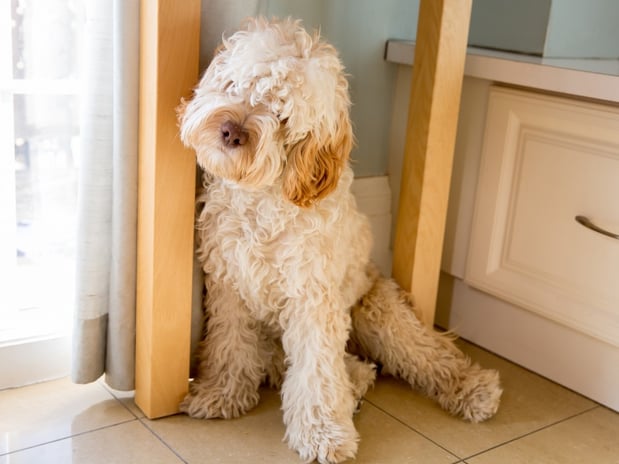 Images Acorn Lake Veterinary Service