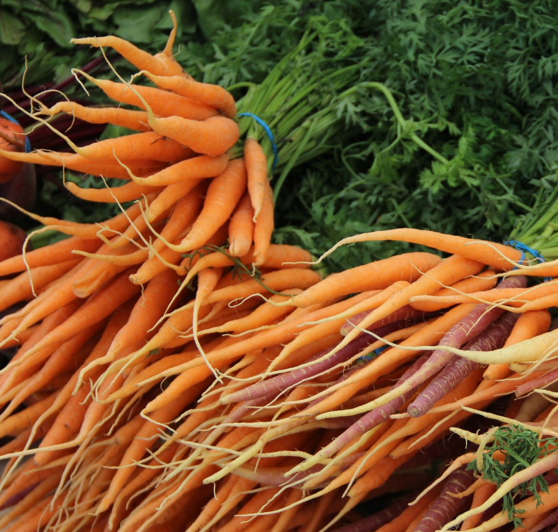 A close-up view of freshly pulled, crisp orange and purple heirloom carrots tied in rubber-banded bunches with green leafy tops still attached.