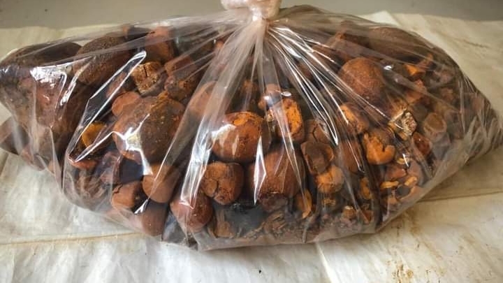 Images Dg pedras de fel bovinos