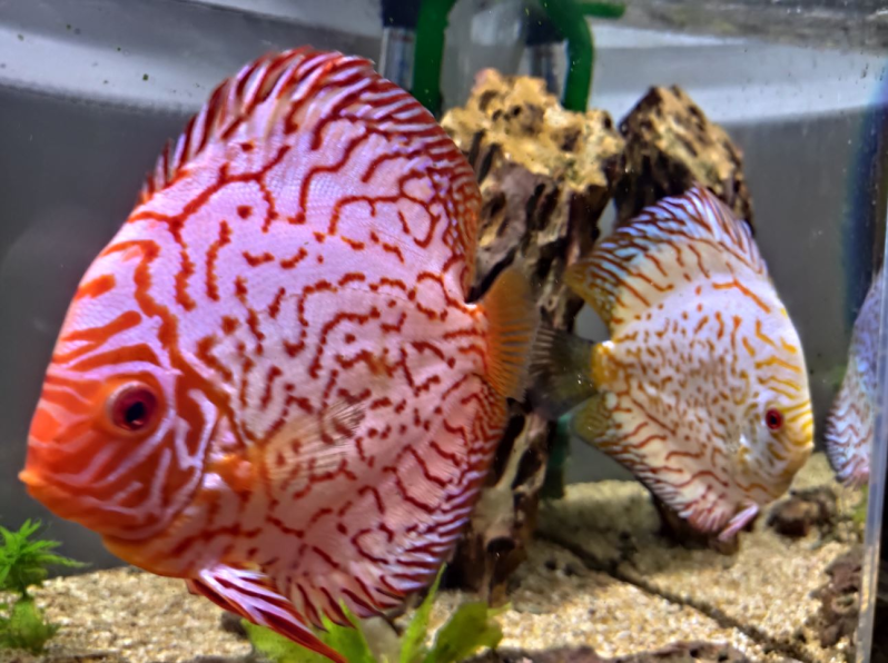 Images A.C.O. Personal Hobby