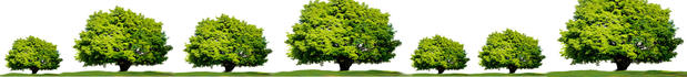 Images Akins-Alford's Tree Care
