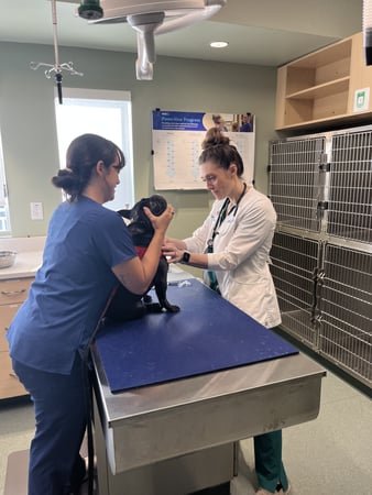 Images VCA Sanibel Animal Hospital