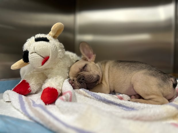 Images VCA West Los Angeles Animal Hospital