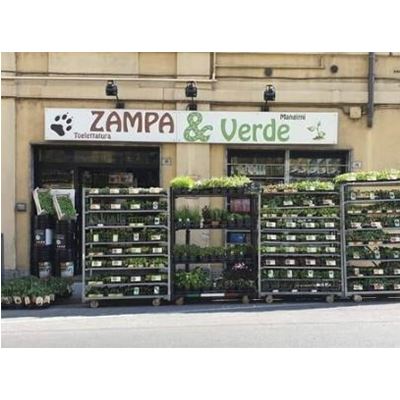 Images Zampa e Verde