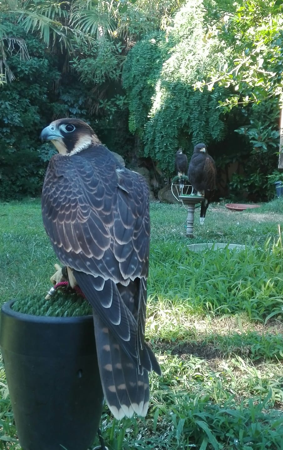 Images Bird Control Falcon S.L.