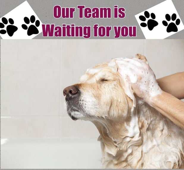 Images Luxury Grooming Rooming and Daycare