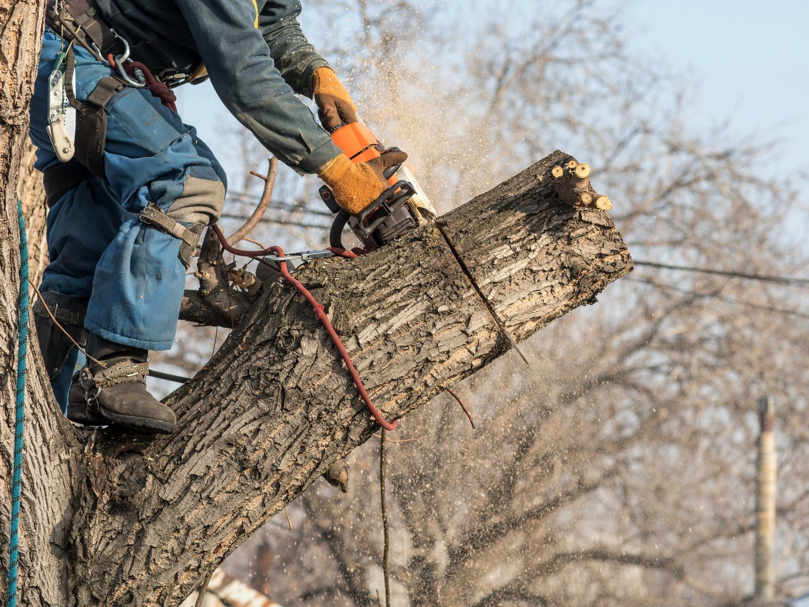 Jolly Green Tree Care