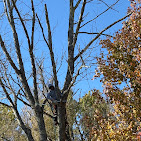 Images J and T Climbing