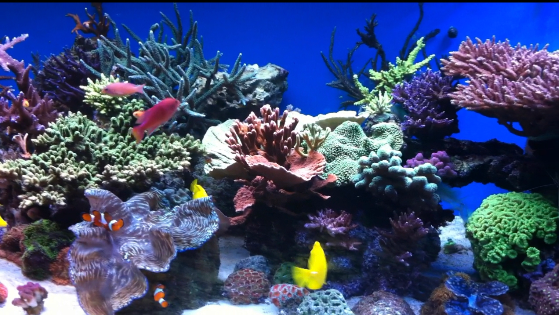 Images PratReef