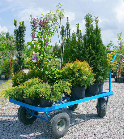 Bilder GartenBaumschule Schneider