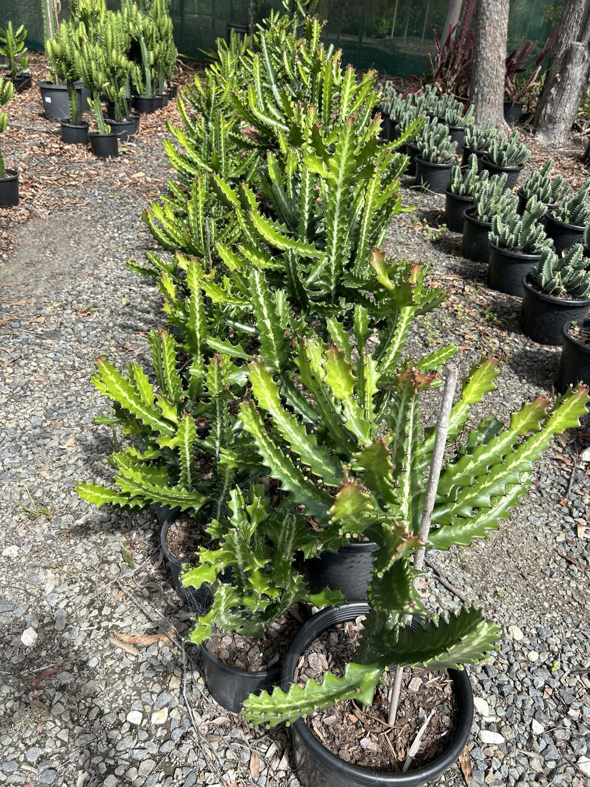 Images Barellan Nursery, Design & Landscaping