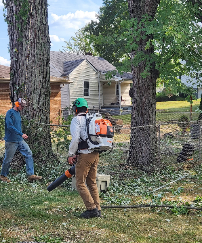 Brunoni's Tree Service Image