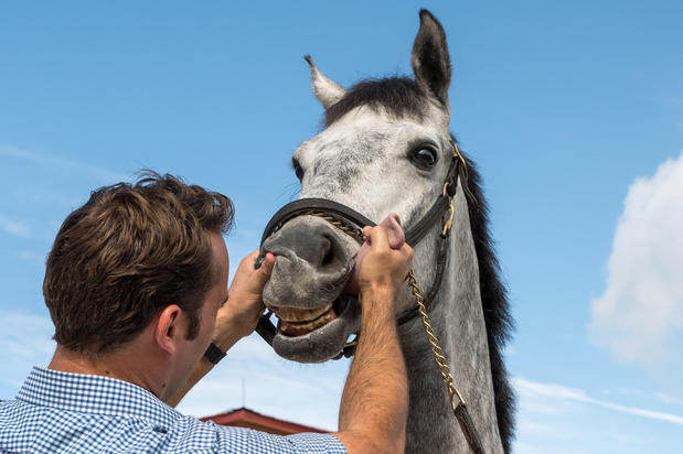 Images Palm Beach Equine Clinic