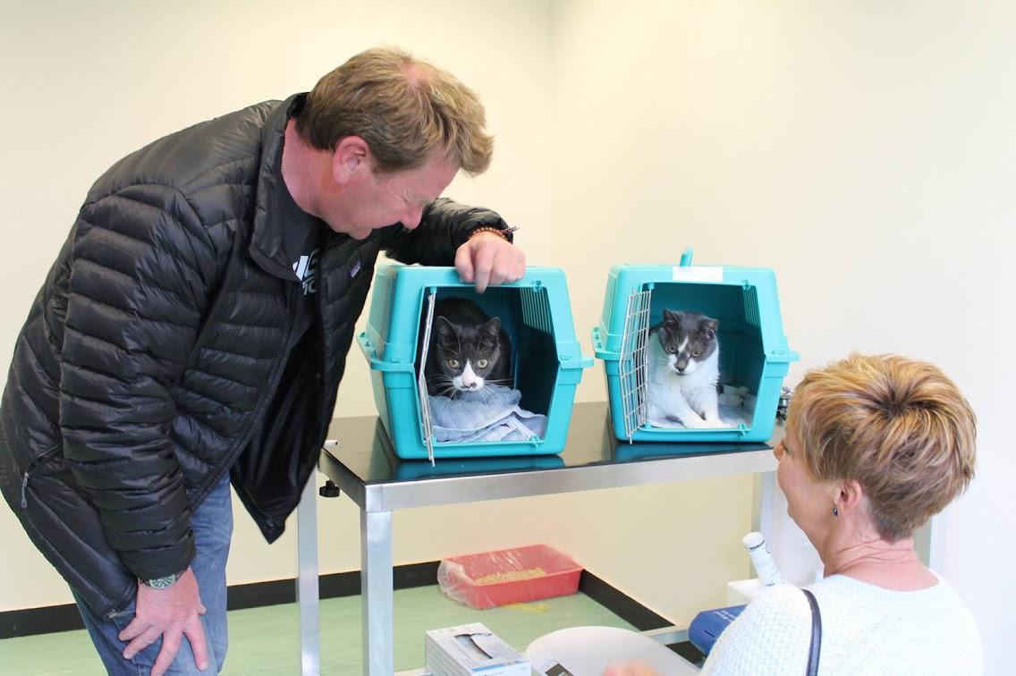 Images Hyperthyroid Cat Centre
