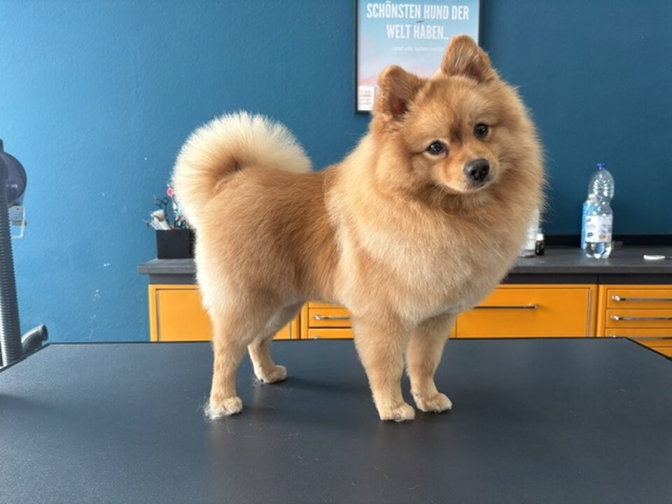 Artgerecht-dogspa, Gereonstraße 10 in Willich