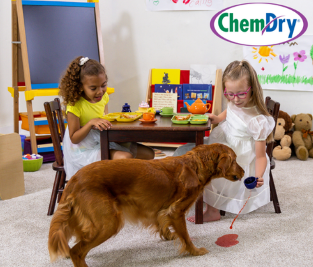 pet stain and carpet cleaning in kirkland wa Chem-Dry of Seattle Seattle (206)783-1003