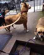 Images Downtown Brooklyn Pet Care