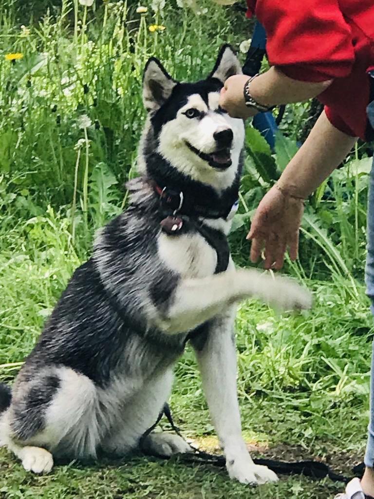 Hundecollege Hamburg, Farnstieg 9 in Hamburg